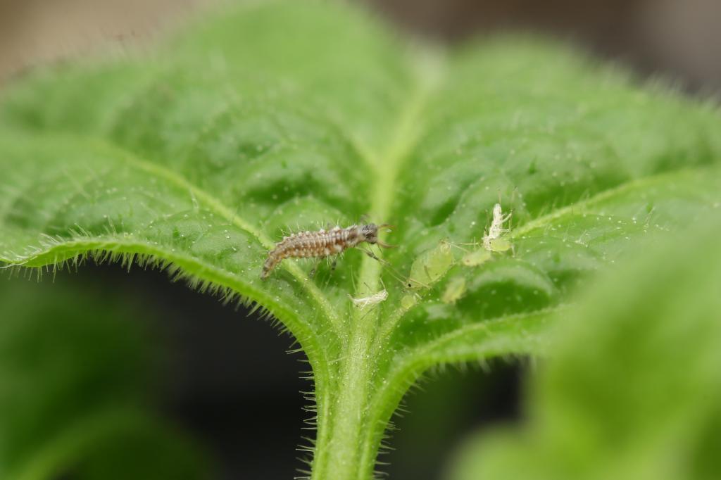 20171216-rocoto-cuencano-florfliegenlarve-HM6C0458