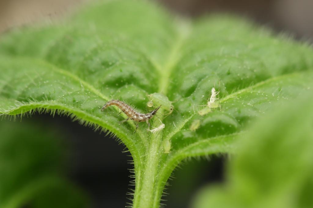 20171216-rocoto-cuencano-florfliegenlarve-HM6C0459