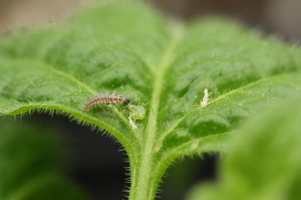 20171216-rocoto-cuencano-florfliegenlarve-HM6C0461