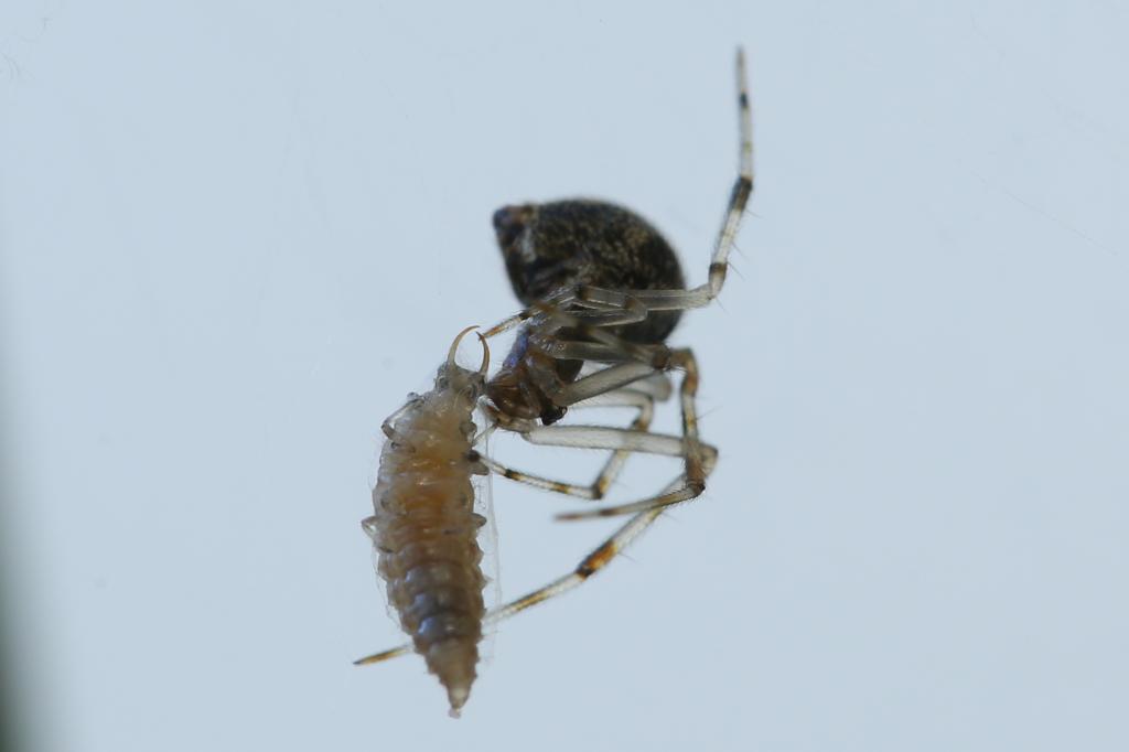 20171226-spinne-vs-florfliegenlarve-HM6C0626-crop