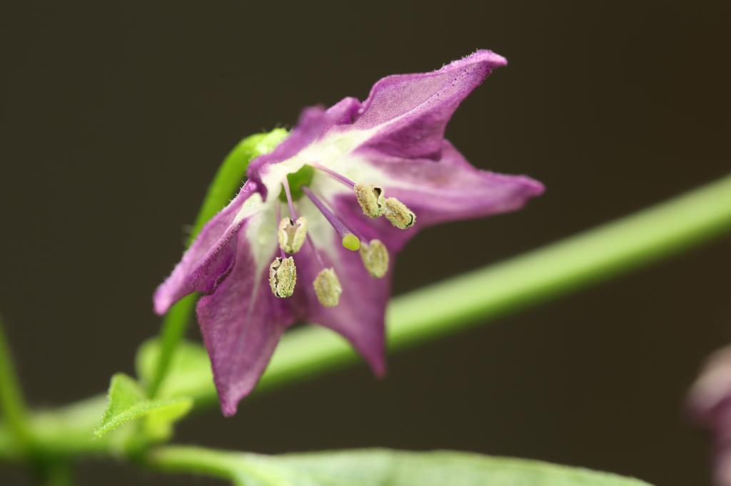 20180101-rocoto-cuencano-HM6C0746