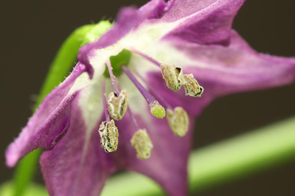 20180101-rocoto-cuencano-HM6C0747-crop