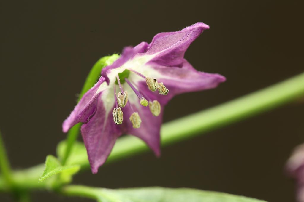 20180101-rocoto-cuencano-HM6C0747