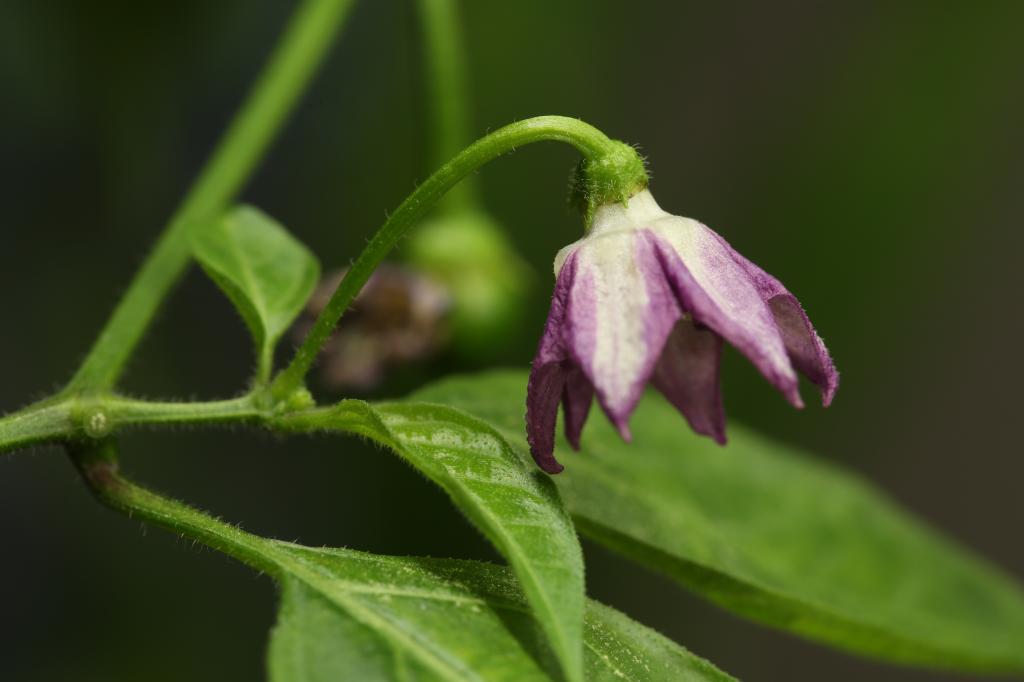 20180107-rocoto-cuencano-HM6C0918