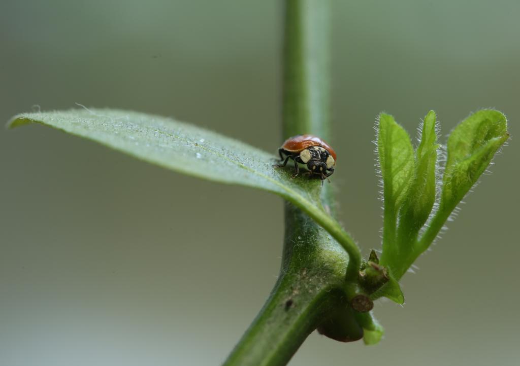 20180218-rocoto-cuencano-marienkaefer-HM6C1223-small