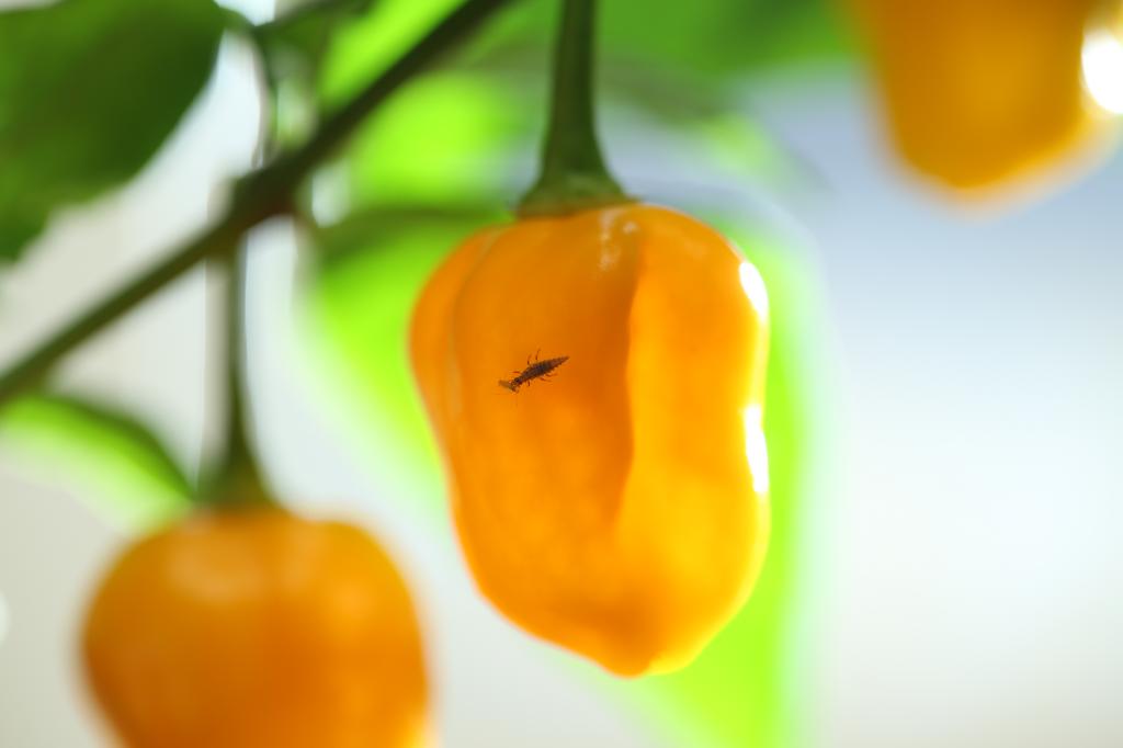 20180309-bhut-golden-florfliegenlarve-HM6C1450