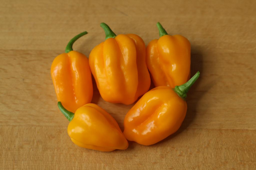 20180401-bhut-golden-HM6C1623