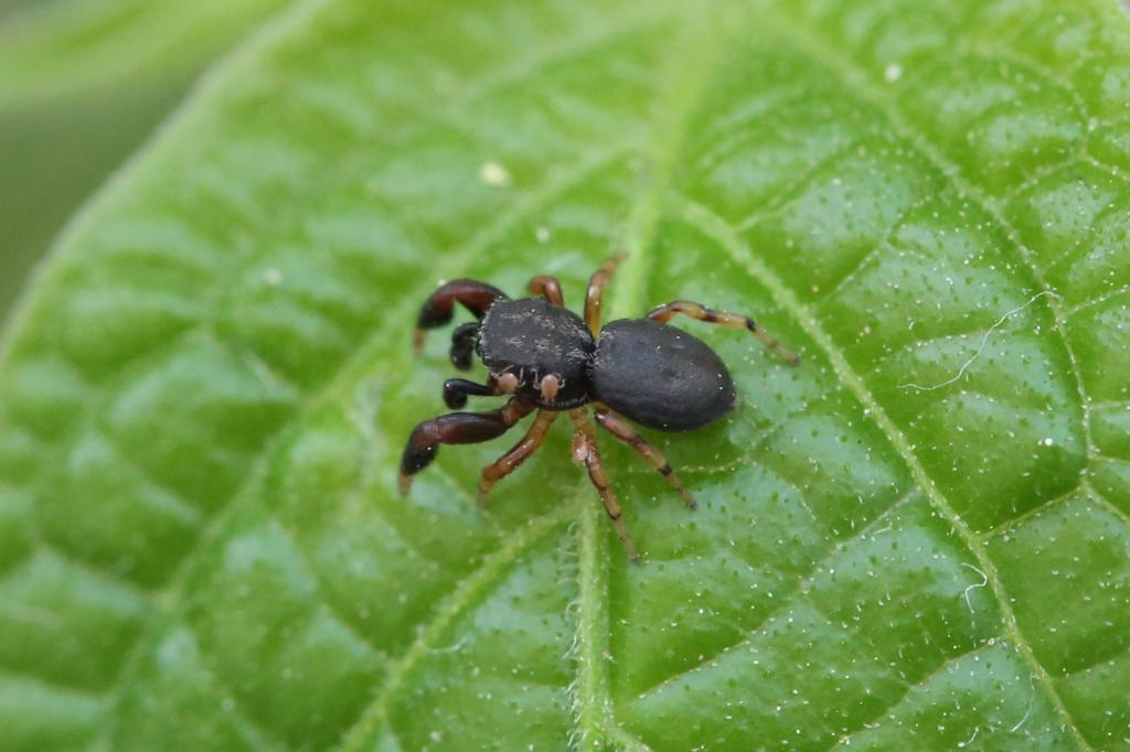 20180419-spinne-mit-amblyseius-barkeri-HM6C1801-crop