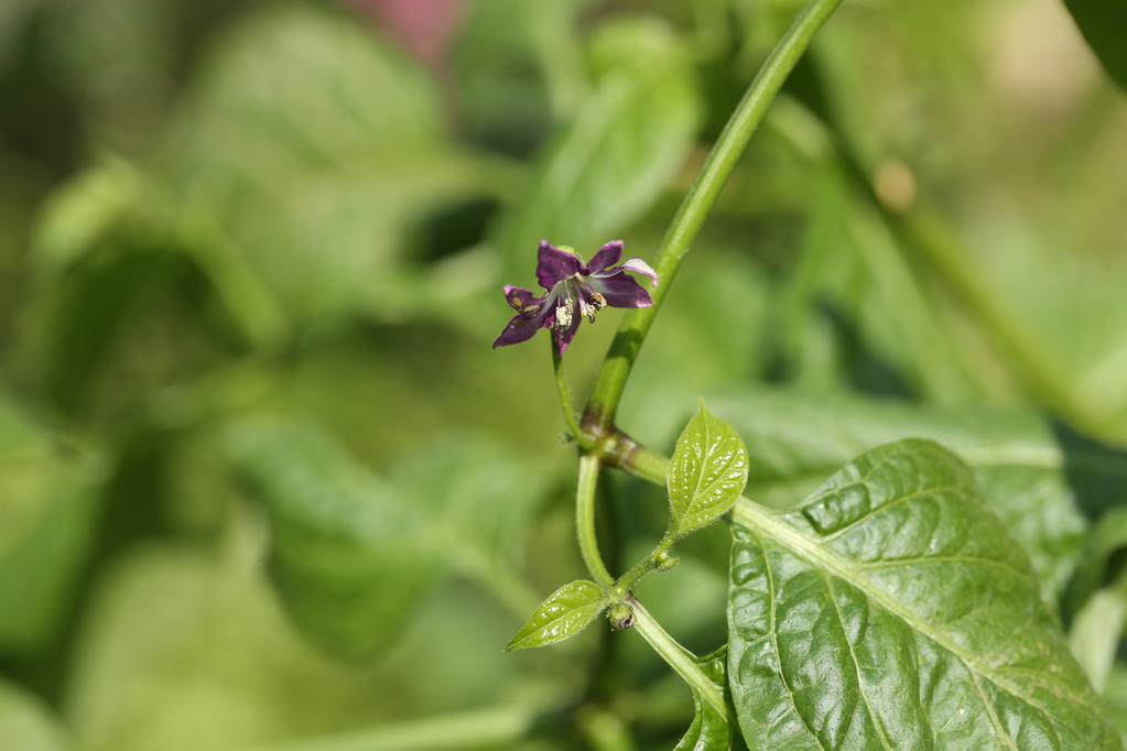 20180519-rocoto-cuencano-HM6C2454