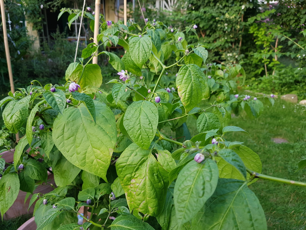 20180614_194832-rocoto-cuencano