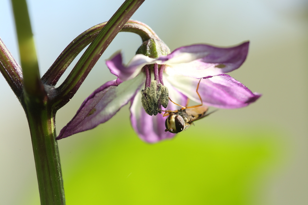 20180615-serrano-purple-schwebfliege-HM6C2936