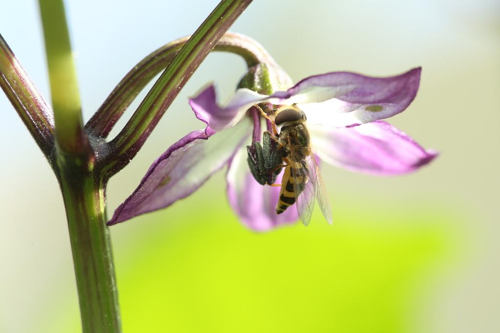 20180615-serrano-purple-schwebfliege-HM6C2951