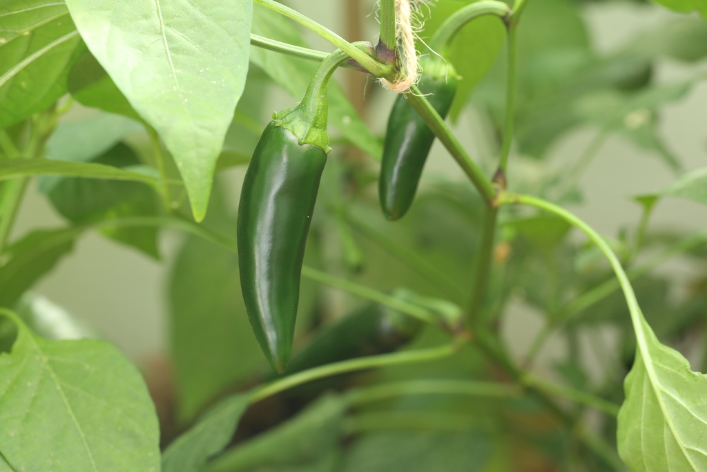 20180721-jalapeno-agriset-4109-HM6C3342