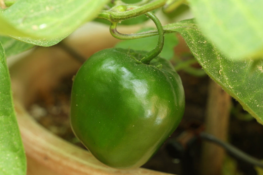 20180721-rocoto-p360-HM6C3333