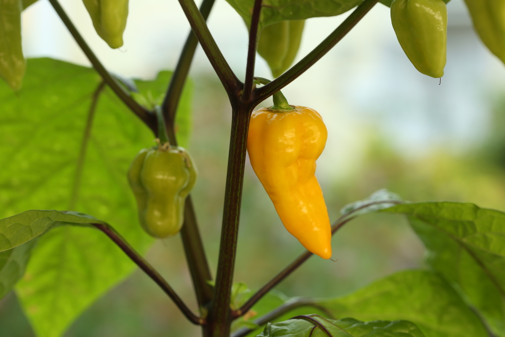 20180810-bhut-golden-f1-HM6C3861