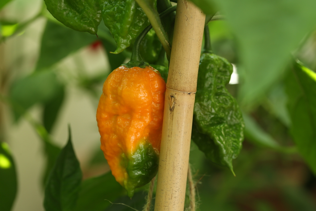 20180817-bhut-orange-copenhagen-HM6C4110