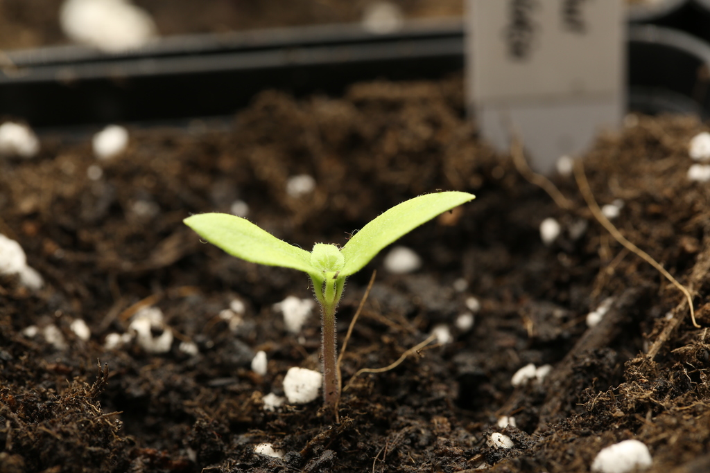 20181228-bhut-jolokia-HM6C5239