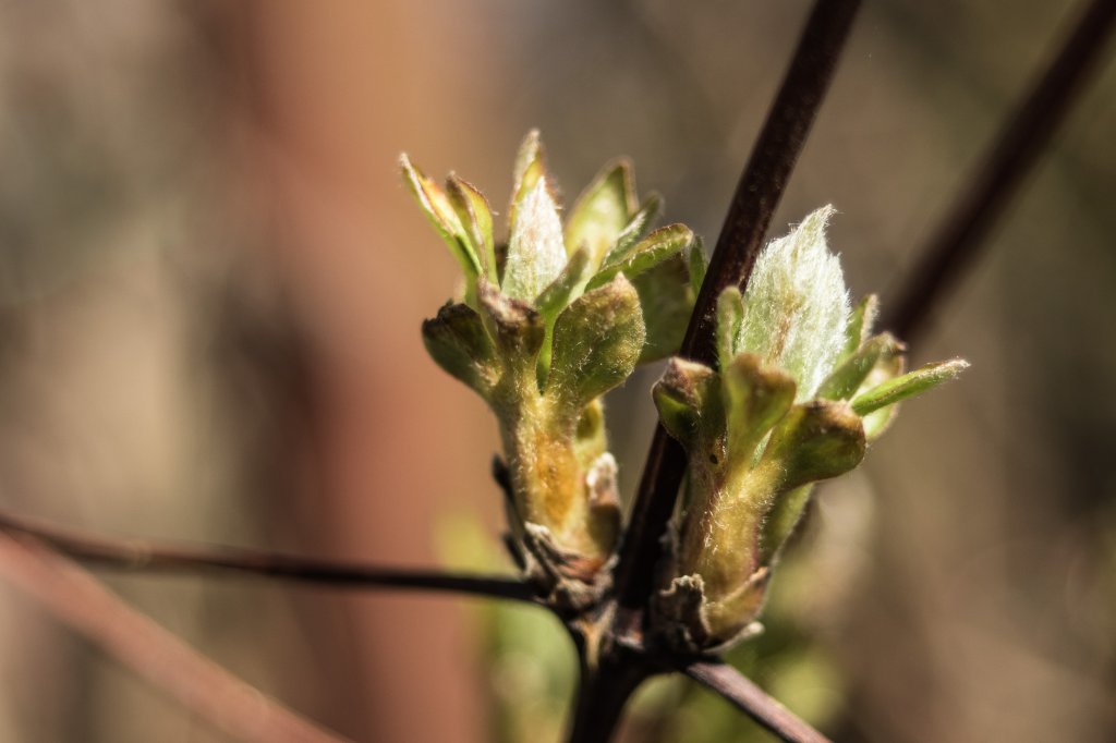 2018_03_30_clematis