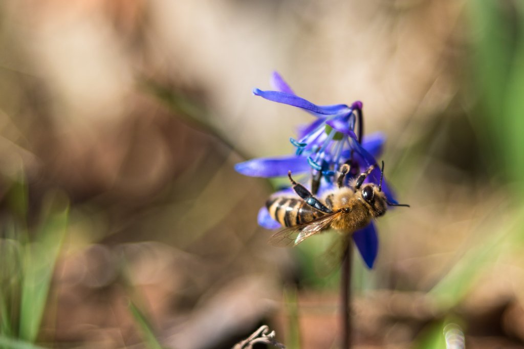 2018_03_30_wildbiene