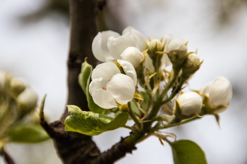 2018_04_15_birnenblüte