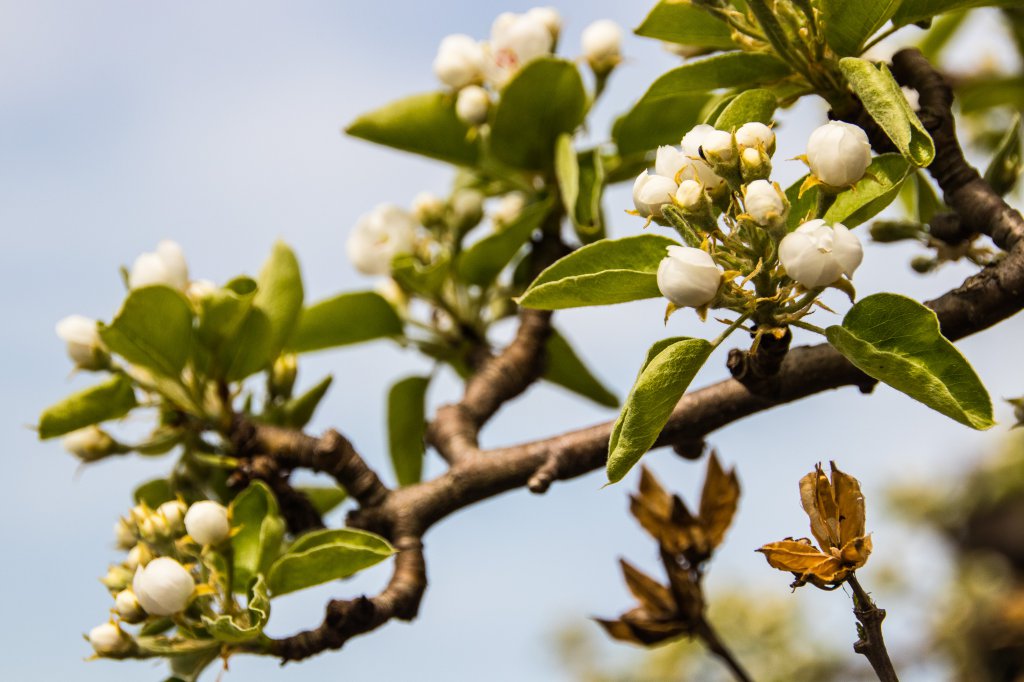 2018_04_15_birnenblüte2