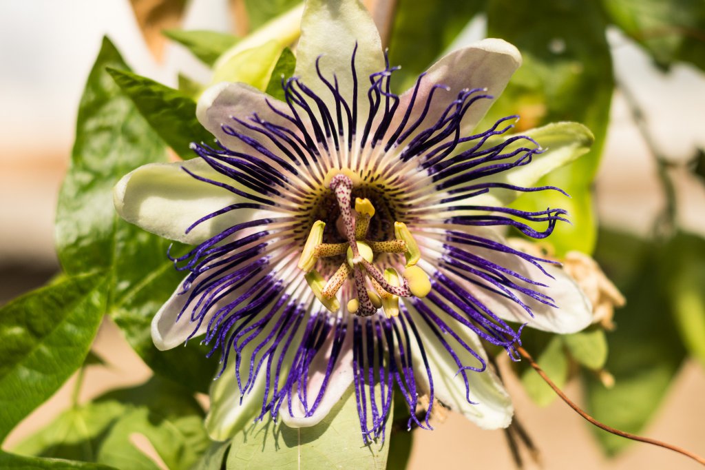 2018_04_15_passiflora