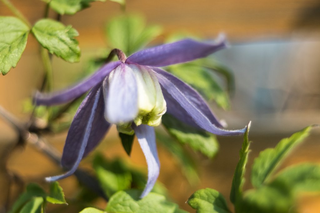 2018_04_21_clematis Alpina1