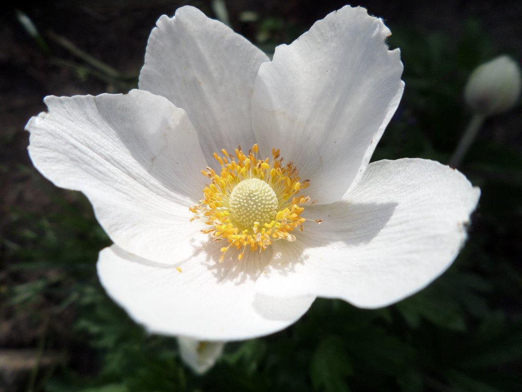 2018_04_27_Anemone