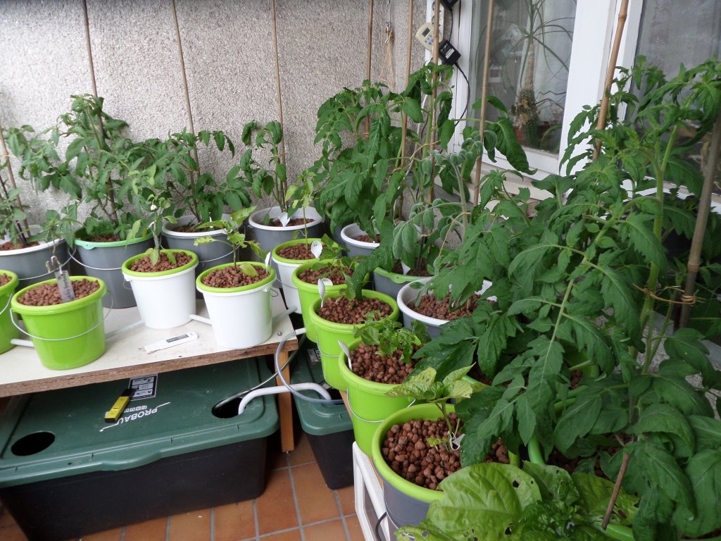 2018_06_09_Hydrochilis und -tomaten