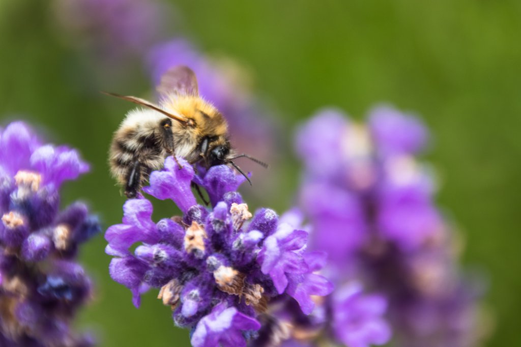 2018_06_26_biene Lavendel