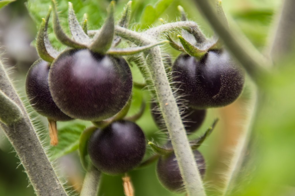 2018_06_26_indigo Blue Berries