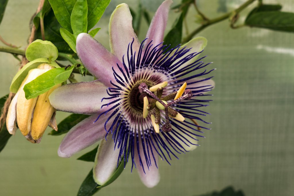 2018_08_05_Passiflora