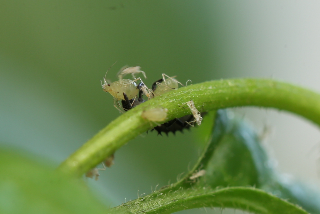 20190113-rocoto-cuencano-HM6C5344-crop2.jpg