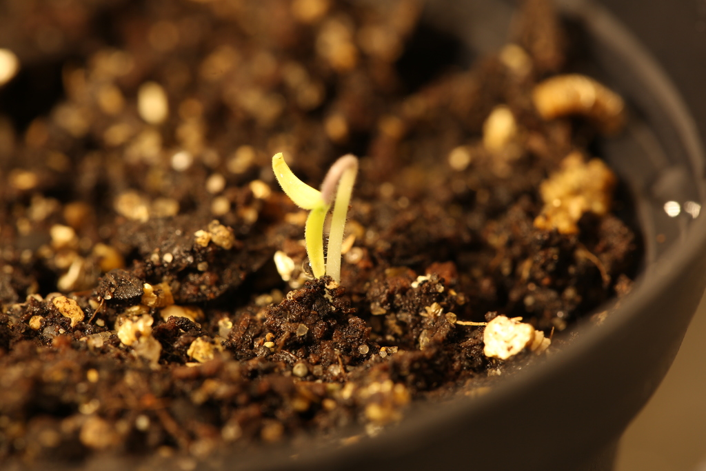 20190221-tomate-p20-blue-HM6C5814.jpg