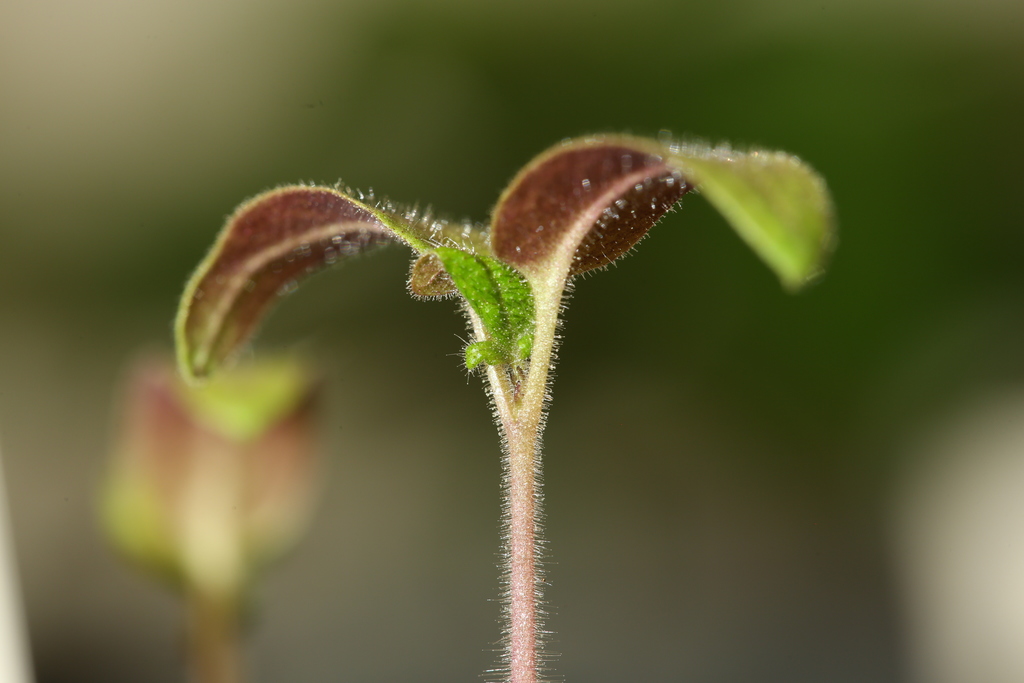 20190305-tomate-p20-blue-HM6C5964.jpg