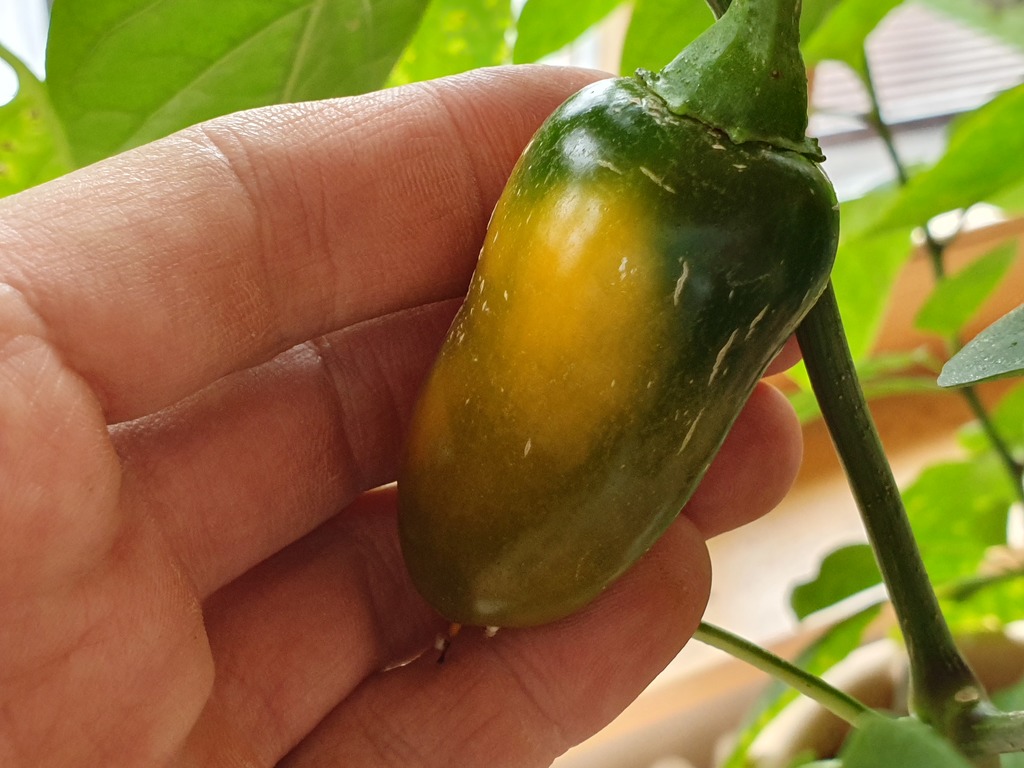 20190609_180522-jalapeno-yellow.jpg