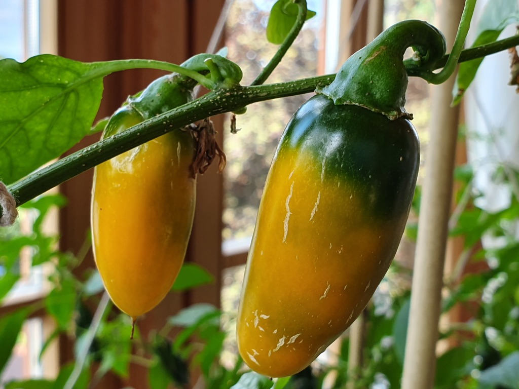 20190617_095758-jalapeno-yellow.jpg