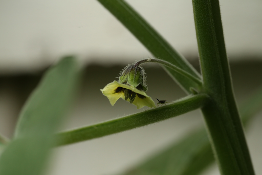 20190705-physalis-HM6C6331.jpg