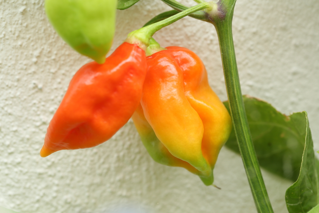 20190801-bhut-jolokia-HM6C7019.jpg