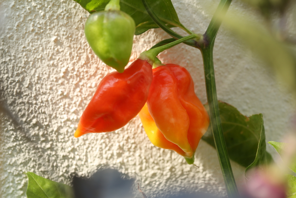 20190803-bhut-jolokia-HM6C7061.jpg