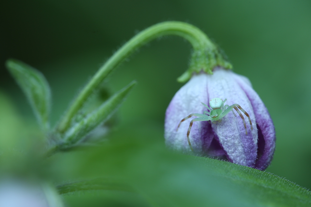 20190810-rocoto-cuencano-krabbenspinne-HM6C7153.jpg