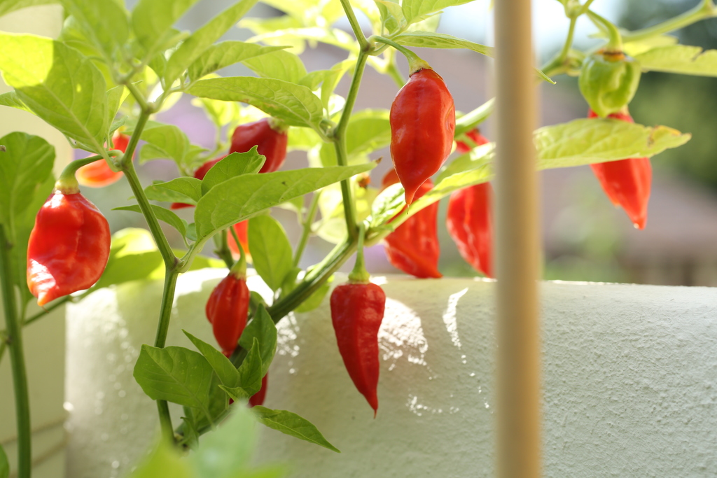 20190811-bhut-jolokia-HM6C7160.jpg