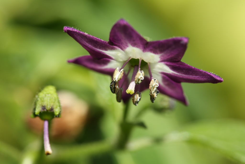 20190826-rocoto-cuencano-HM6C7245.jpg