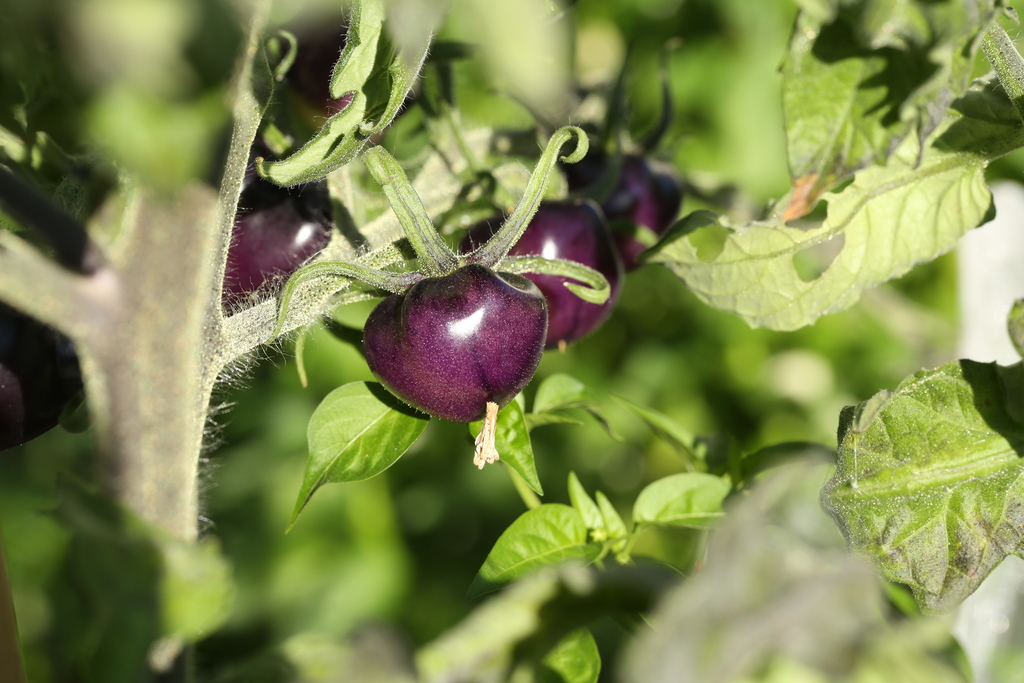 20190913-tomate-p20-HM6C7361.jpg