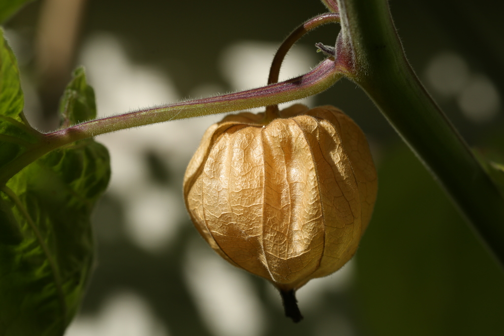 20190915-physalis-HM6C7377.jpg