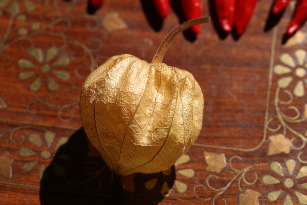 20190915-physalis-HM6C7378.jpg