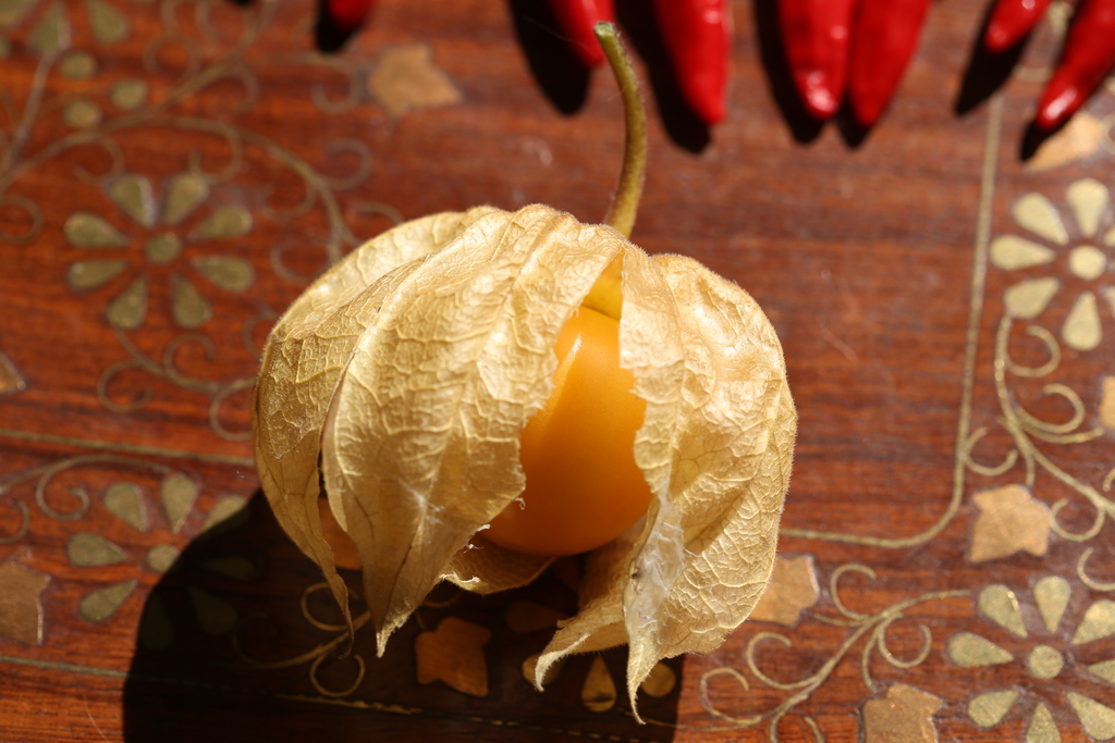 20190915-physalis-HM6C7379.jpg