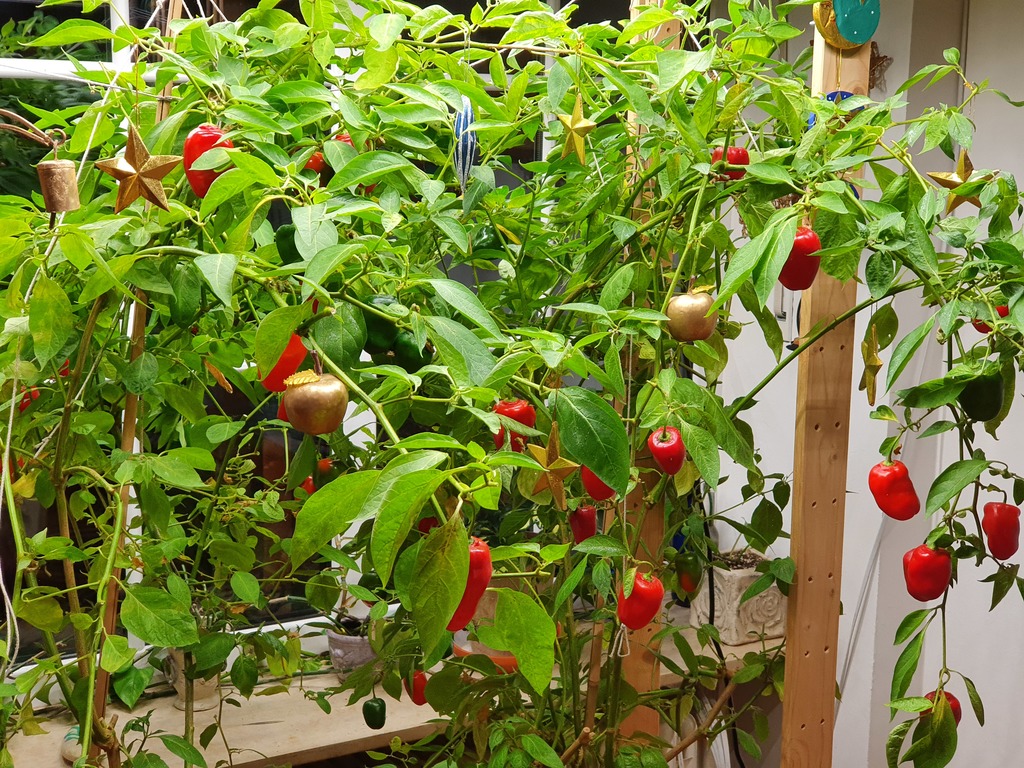 20191224_165151-weihnachtsrocoto.jpg