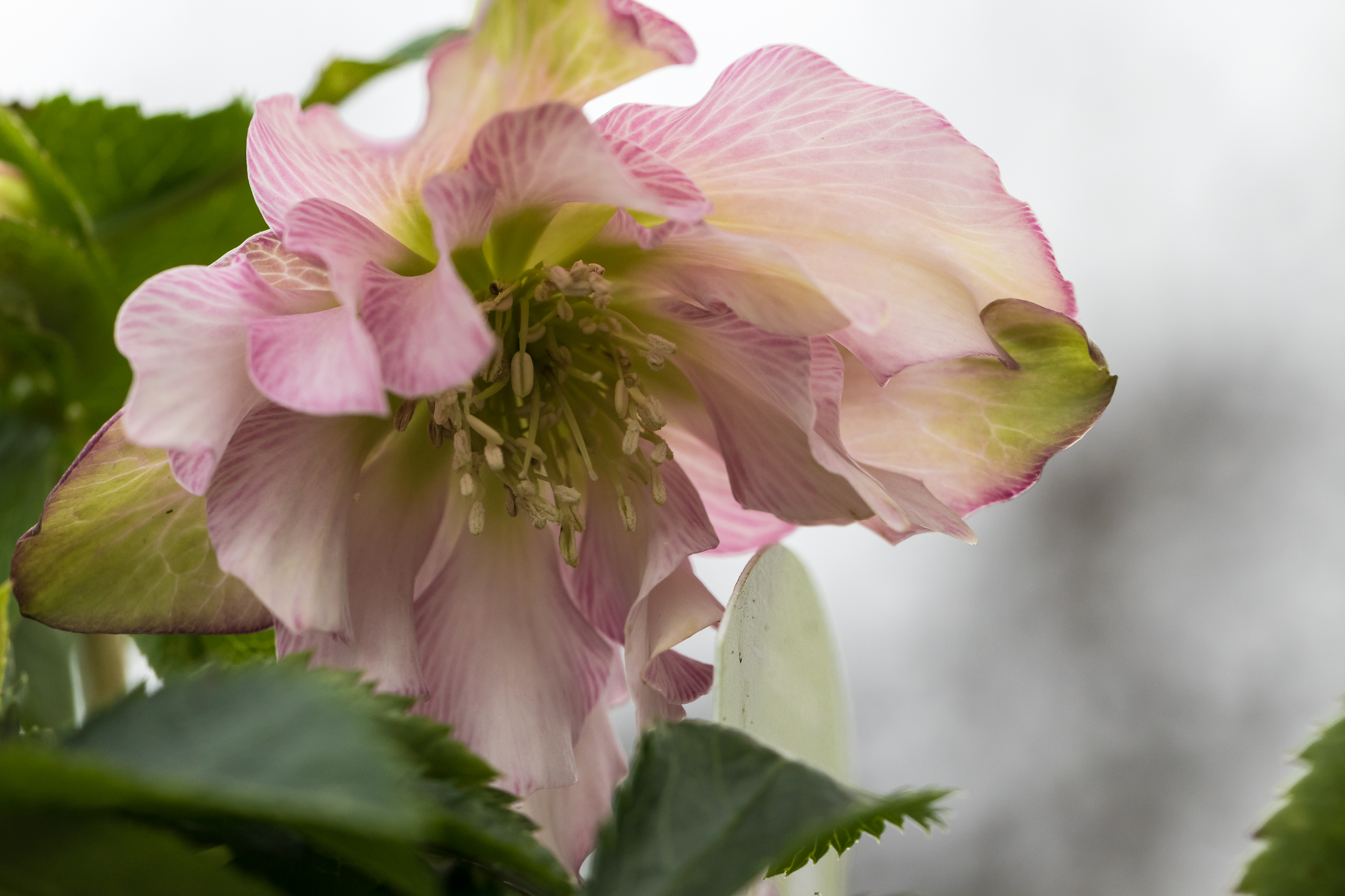 2019_01_06_helleborus1.jpg