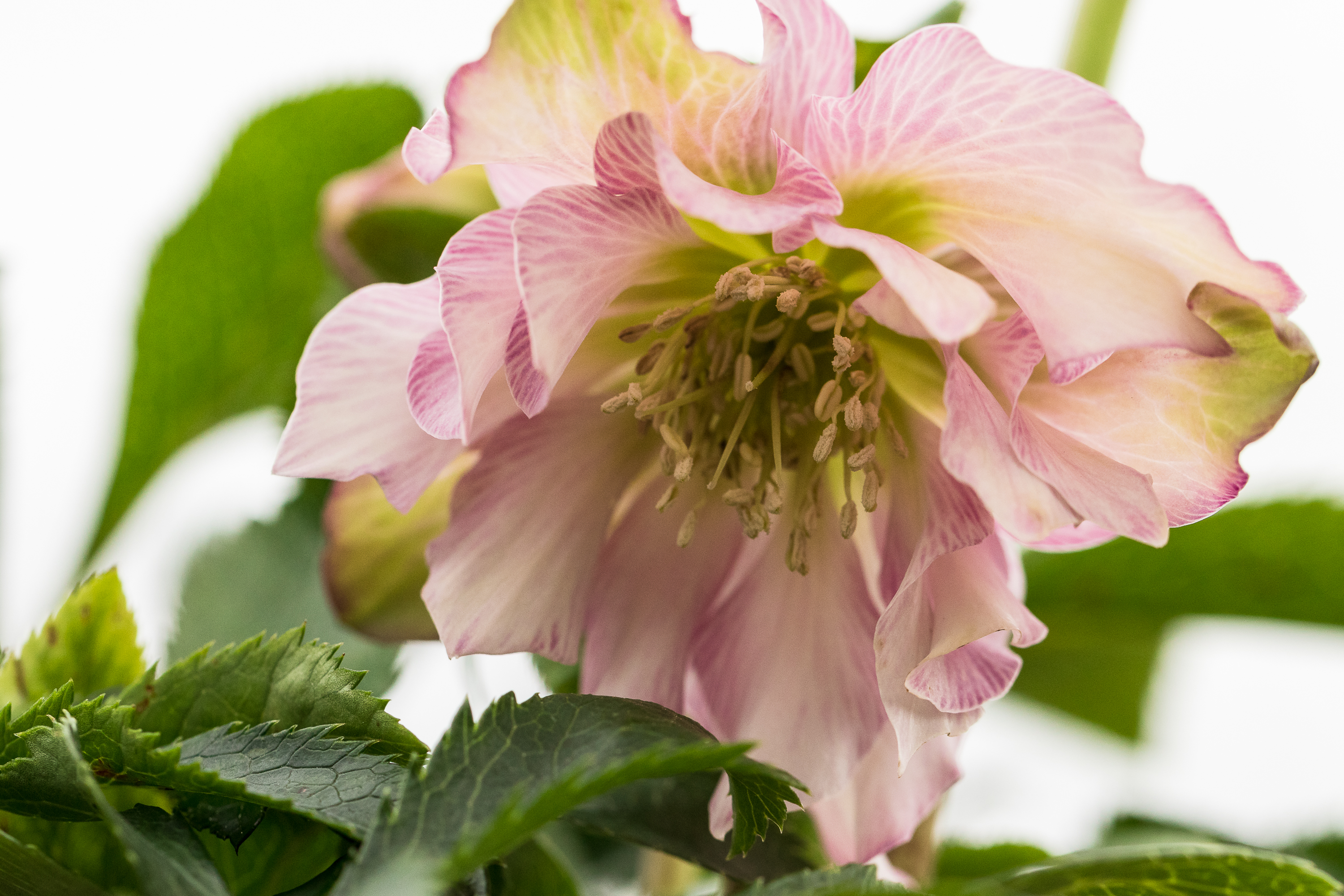 2019_01_06_helleborus2.jpg